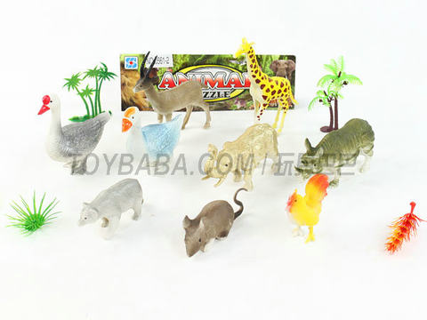animal